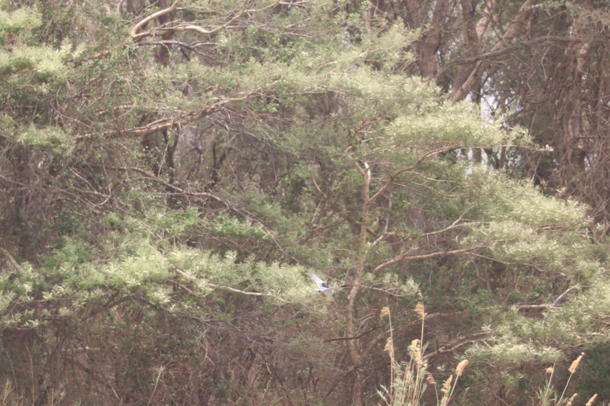 דאה שחורת-כתף - ML644635977