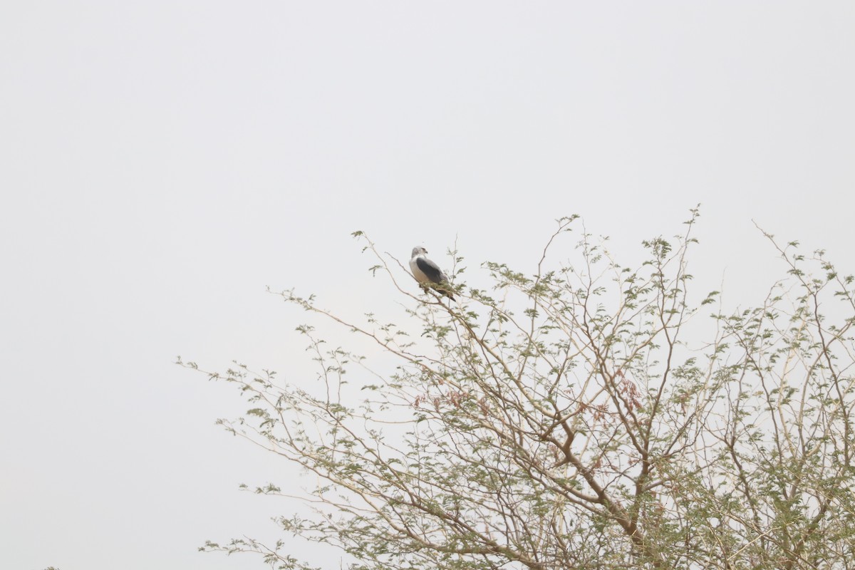 דאה שחורת-כתף - ML644635980