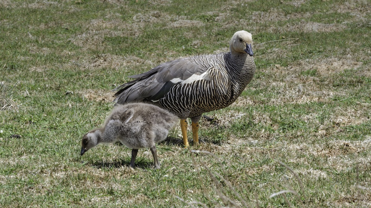 Upland Goose - ML644635981