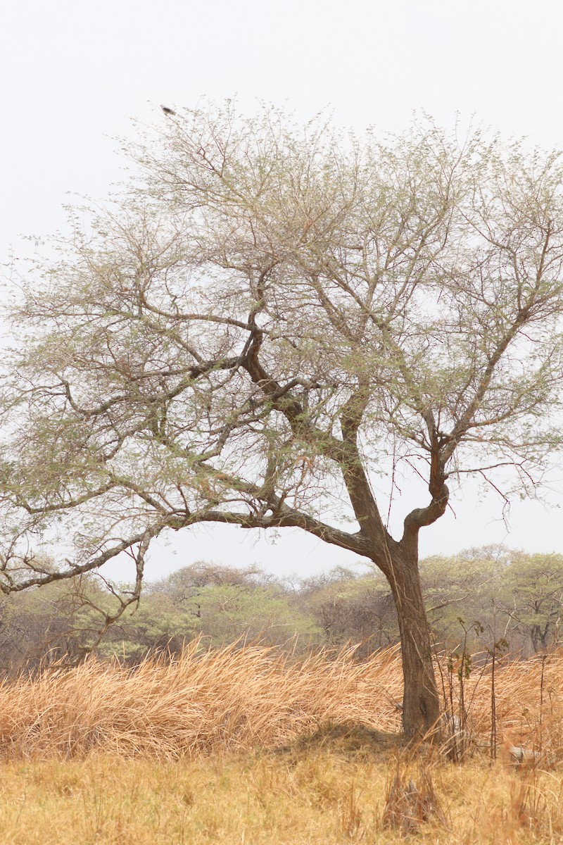 דאה שחורת-כתף - ML644635982