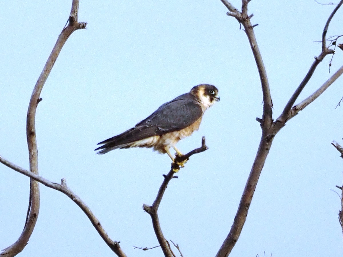 Australian Hobby - ML644635983
