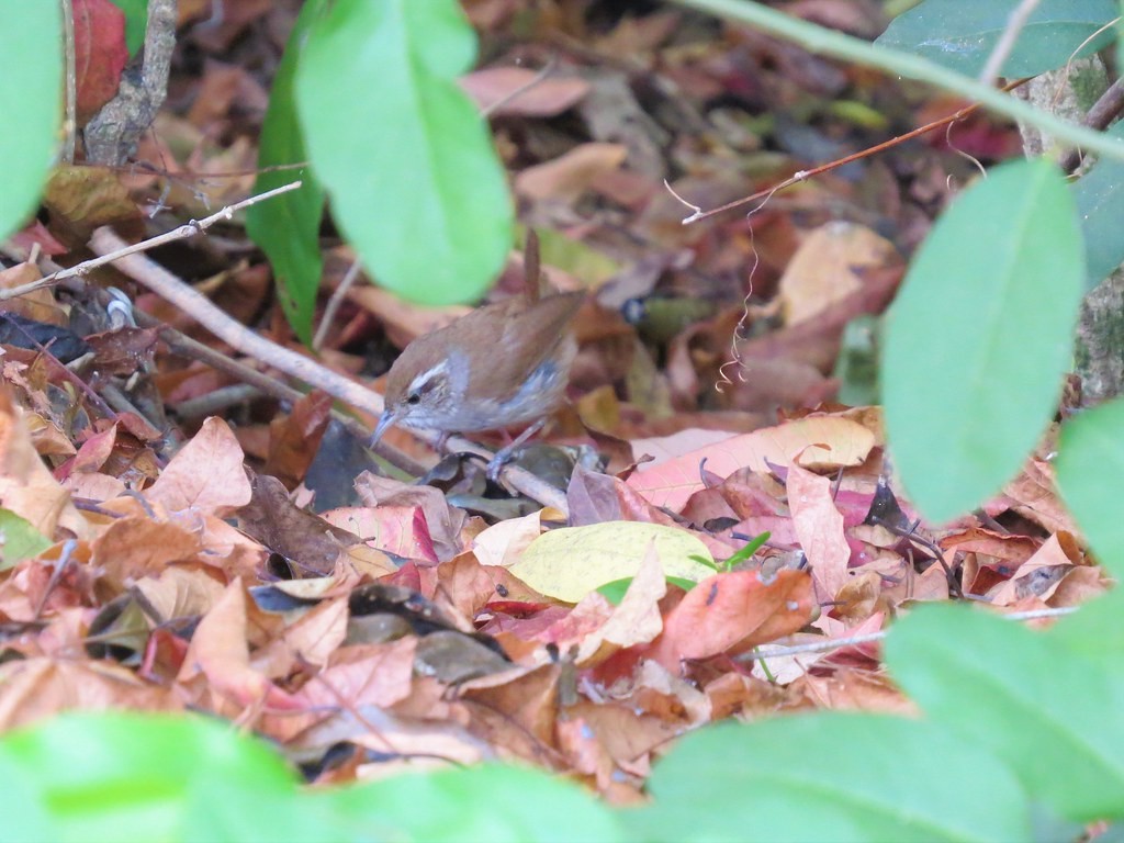 White-bellied Wren (West Mexico) - ML644635984