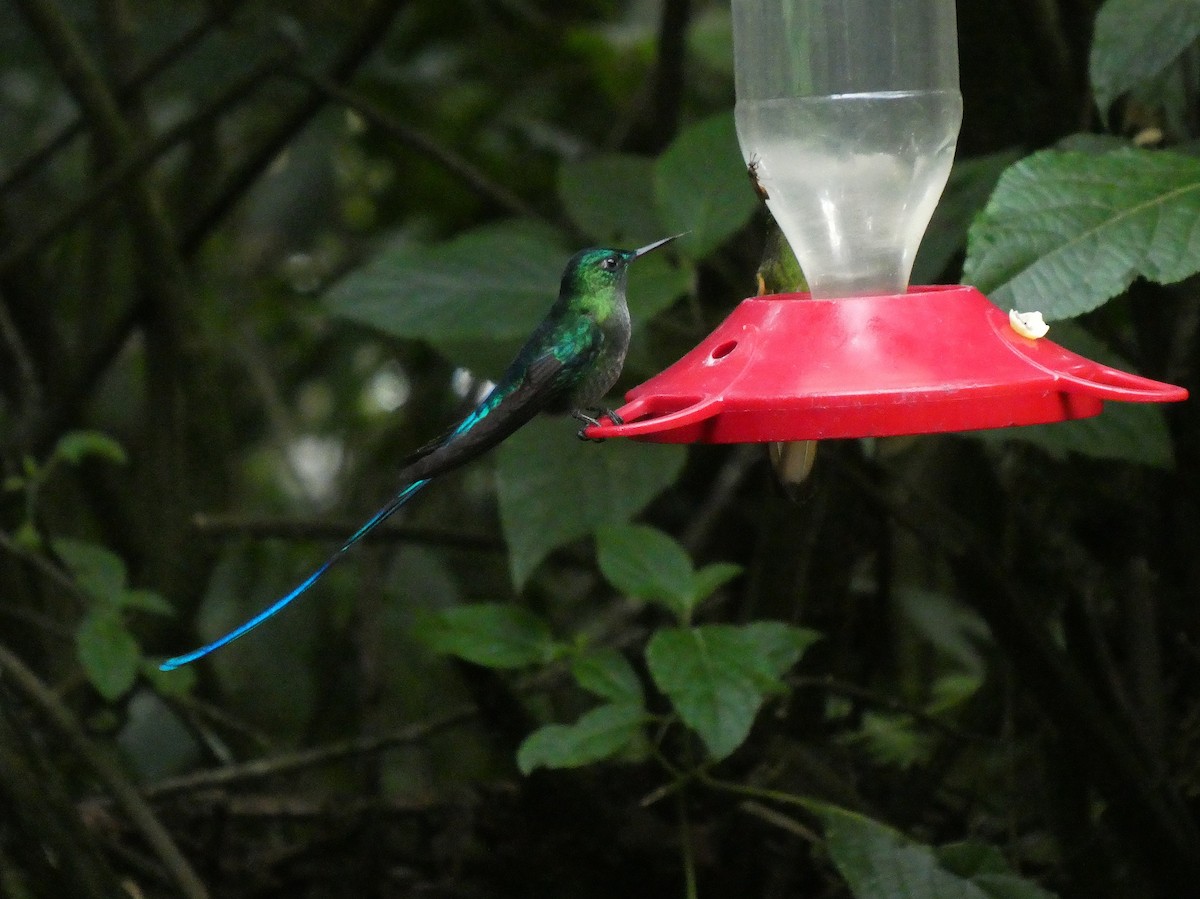 Long-tailed Sylph - ML644635985