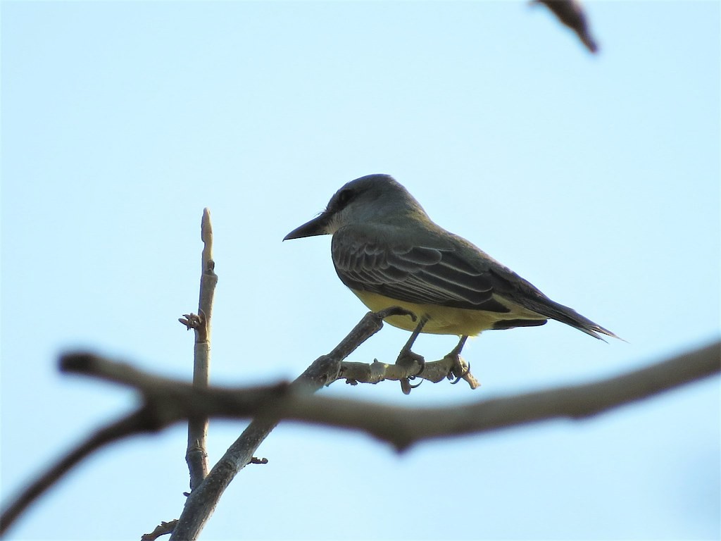 Tropical Kingbird - ML644635986