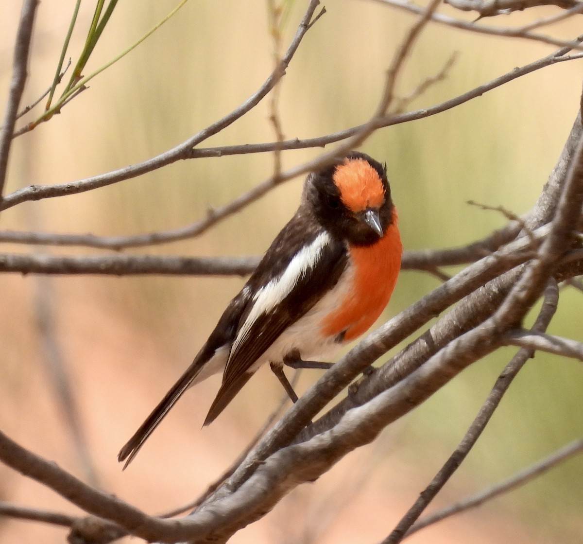 Red-capped Robin - ML644635988