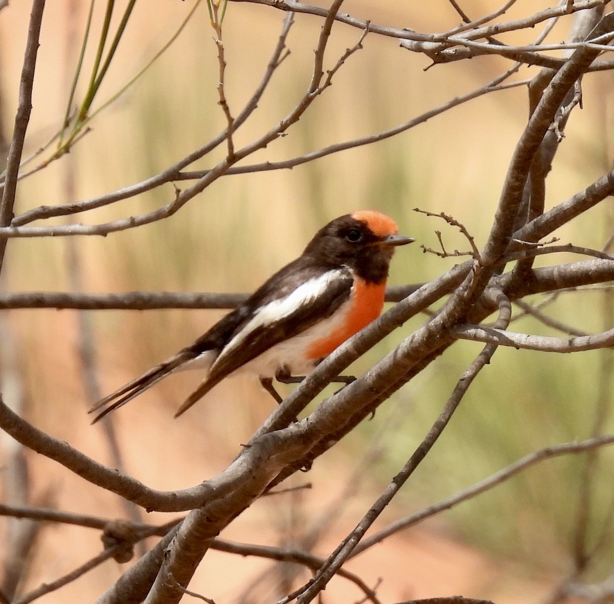 Red-capped Robin - ML644635989