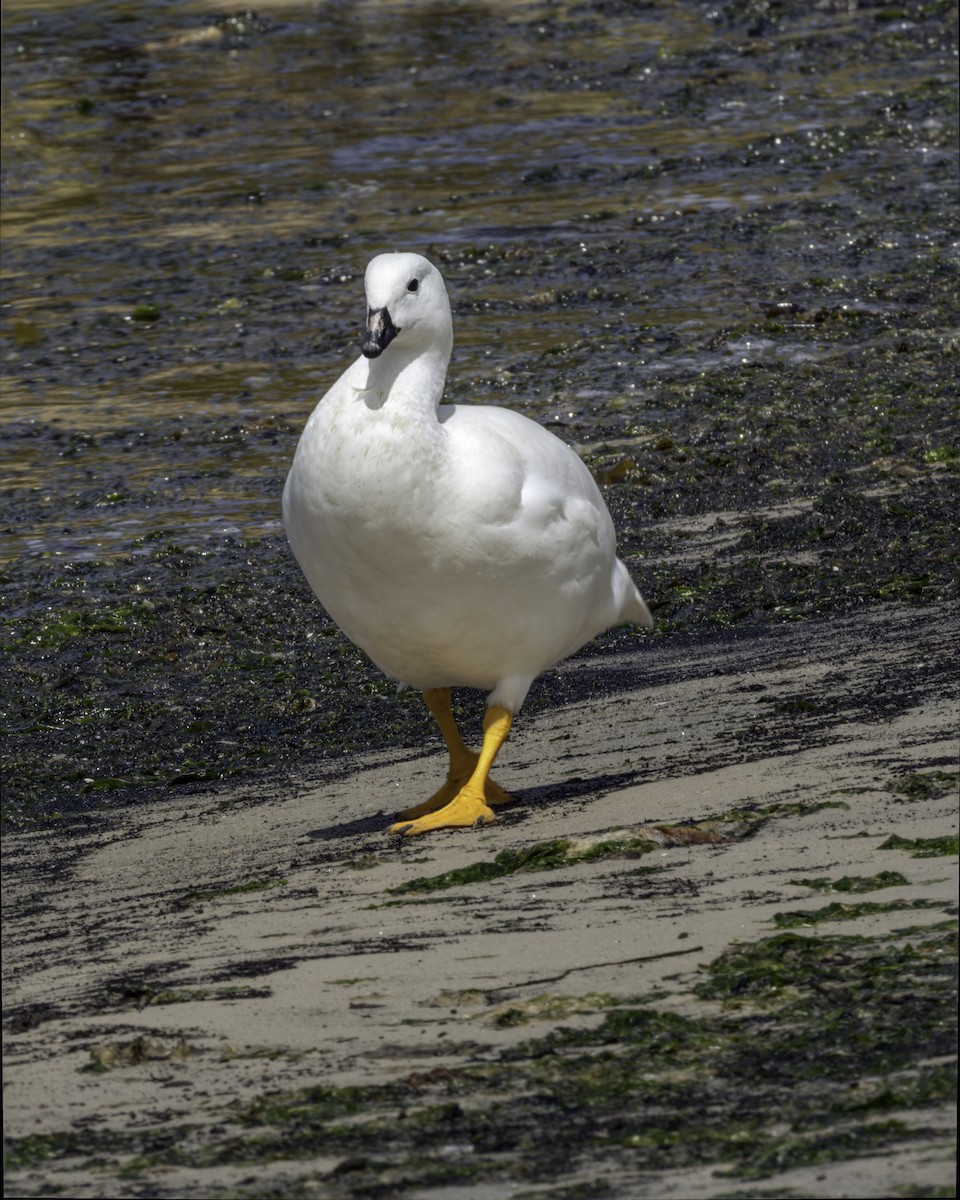 Kelp Goose - ML644635991
