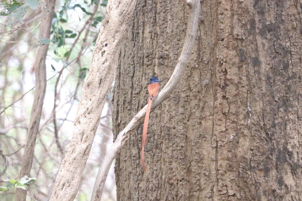 חטפית גן-עדן אפריקנית - ML644635992