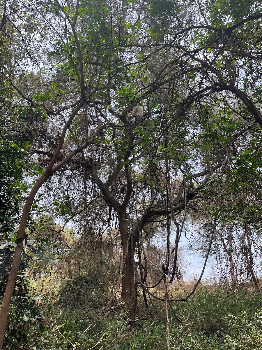 חטפית גן-עדן אפריקנית - ML644635993