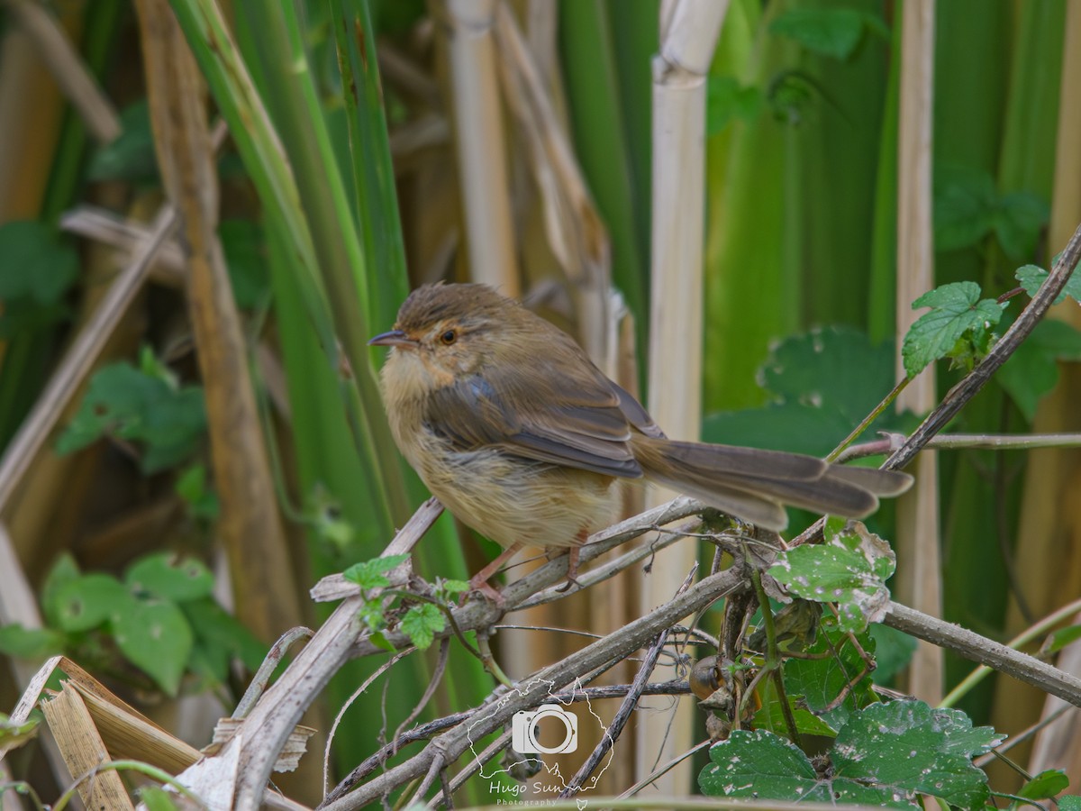 Plain Prinia - ML644635994