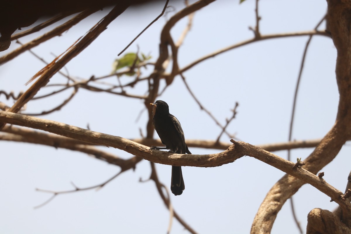 Southern Black-Tit - ML644635996