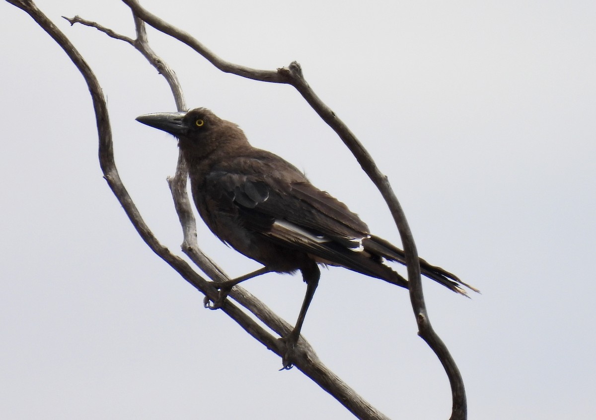 Gray Currawong - ML644635998