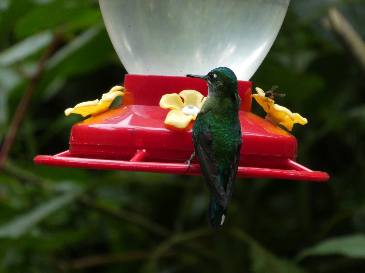Long-tailed Sylph - ML644636001