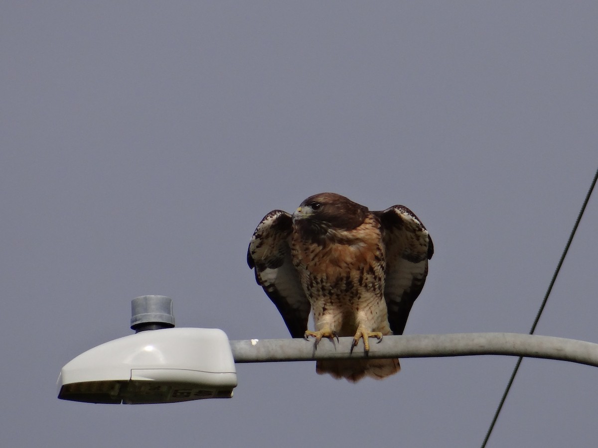 Red-tailed Hawk - ML644636002