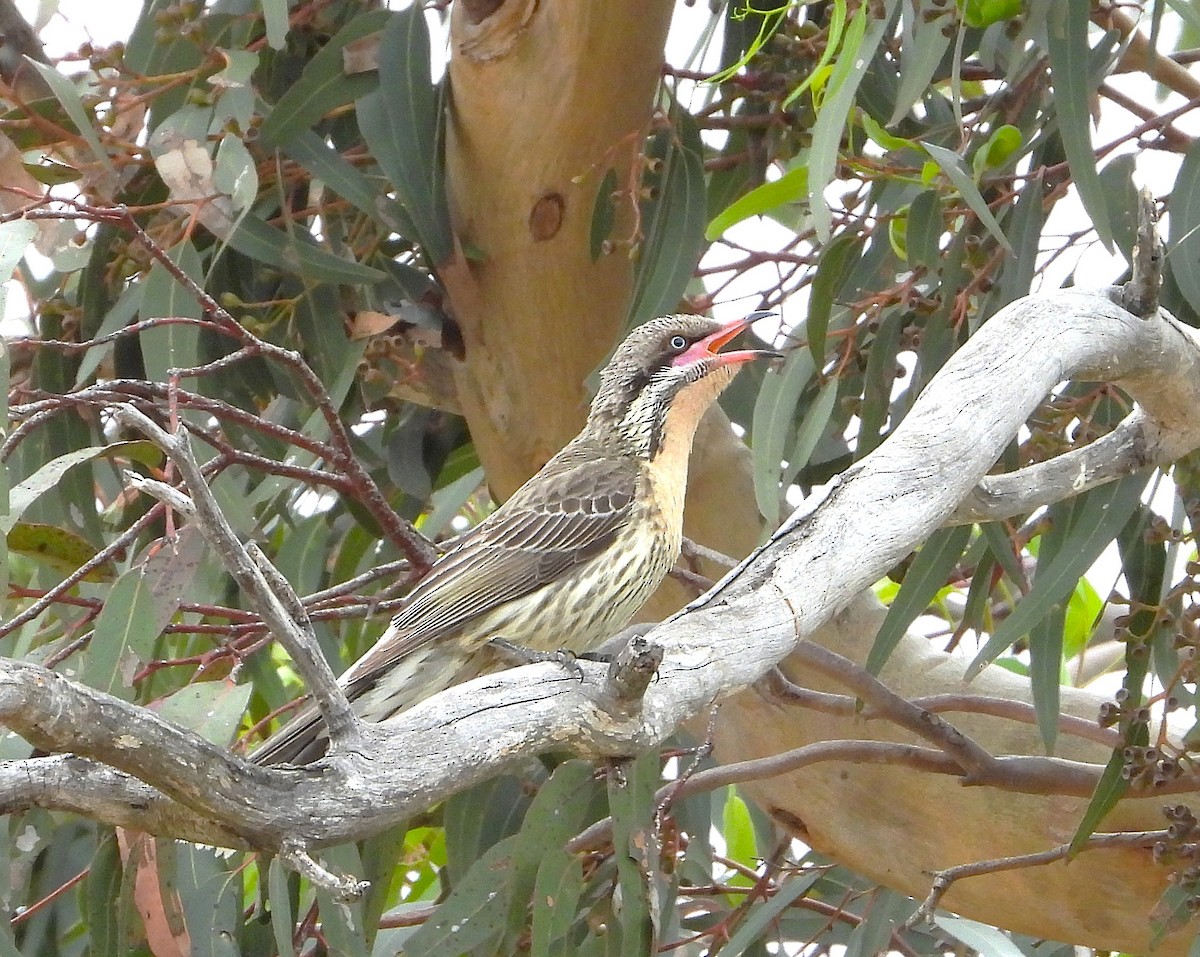 Diken Yanaklı Balkuşu - ML644636008