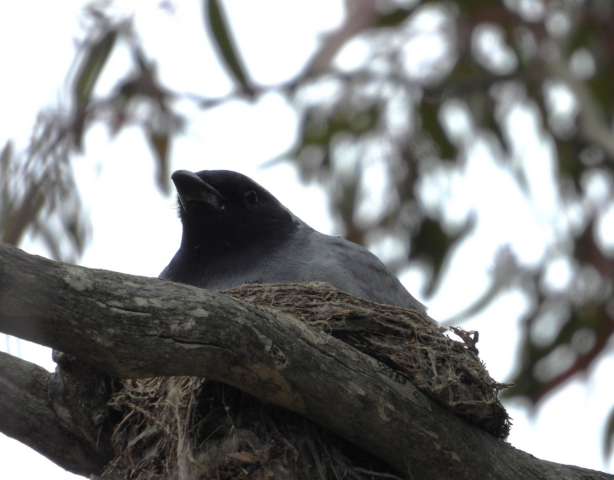 Black-faced Cuckooshrike - ML644636015