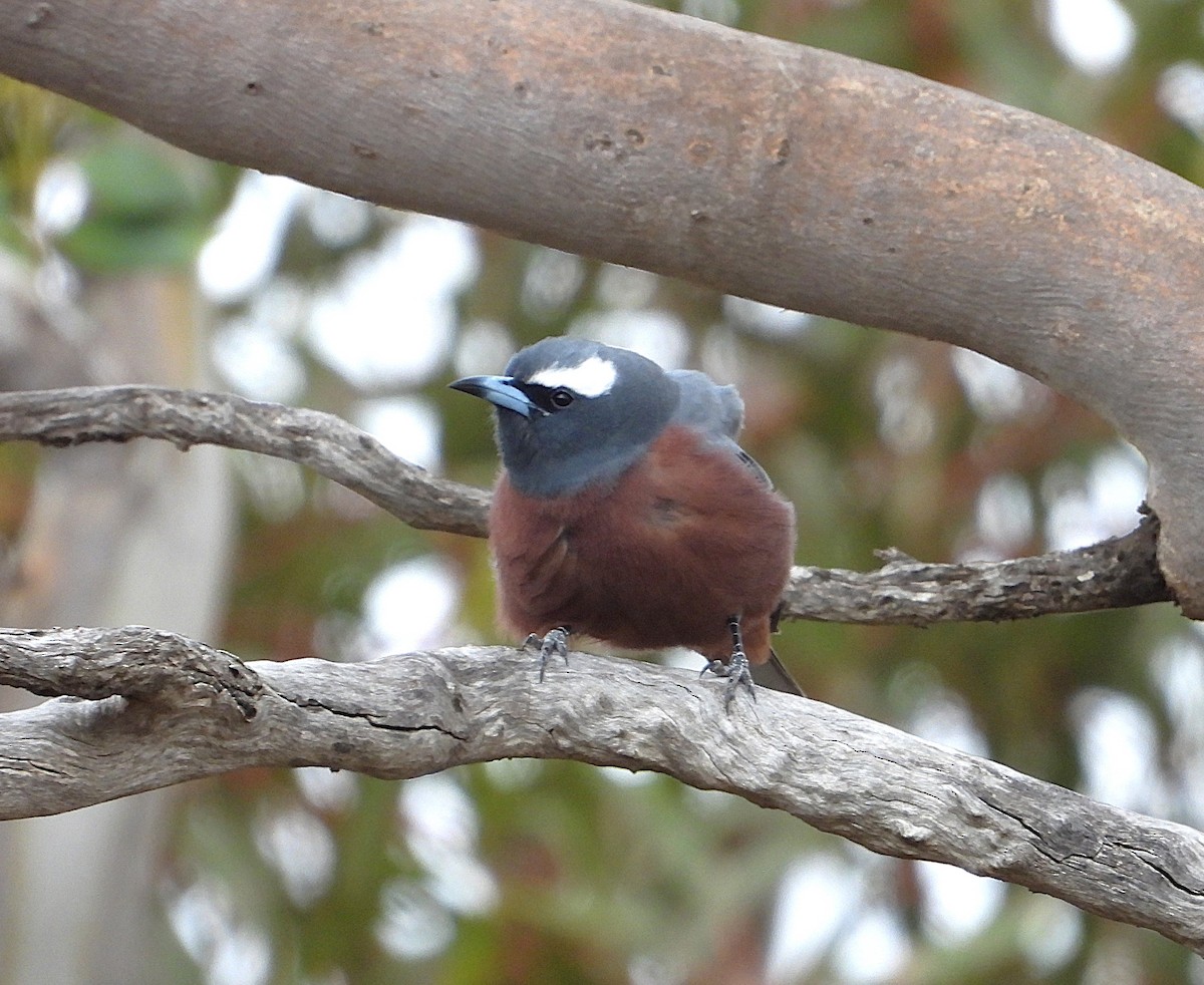 White-browed Woodswallow - ML644636020