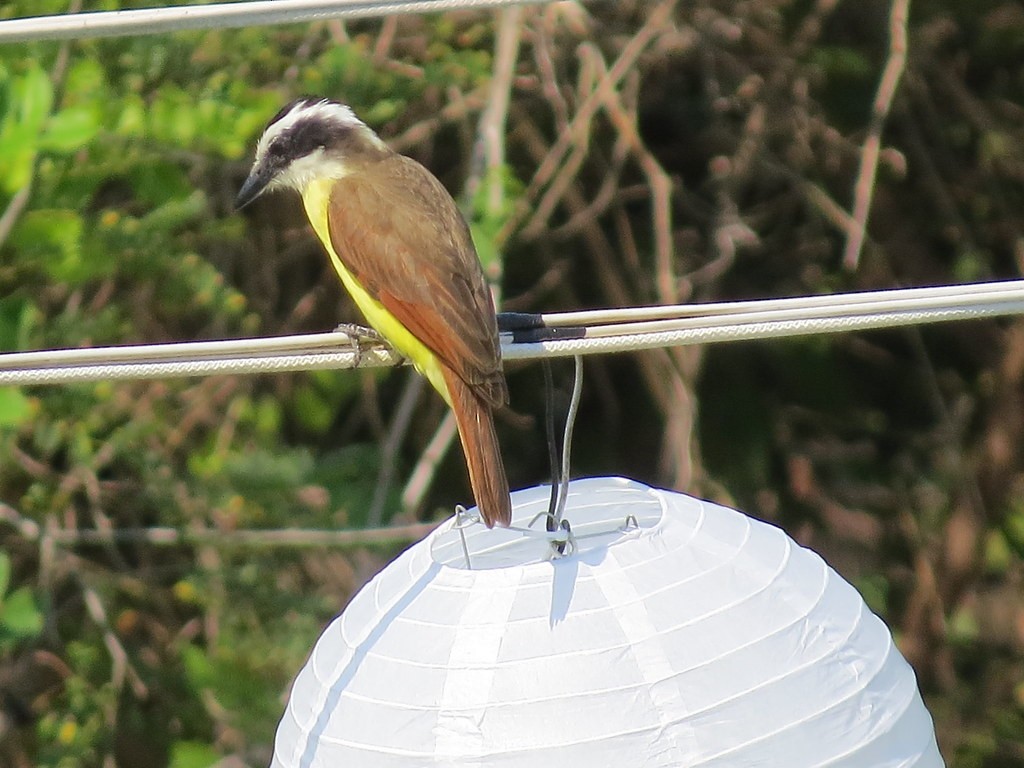 キバラオオタイランチョウ - ML644636024