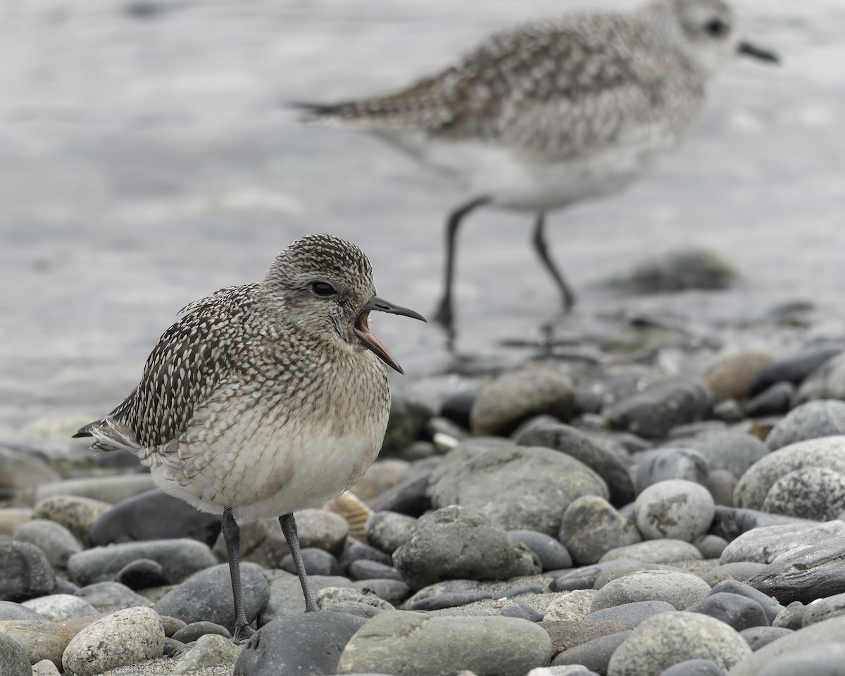 Буурал сүвээ цагаан - ML644636026