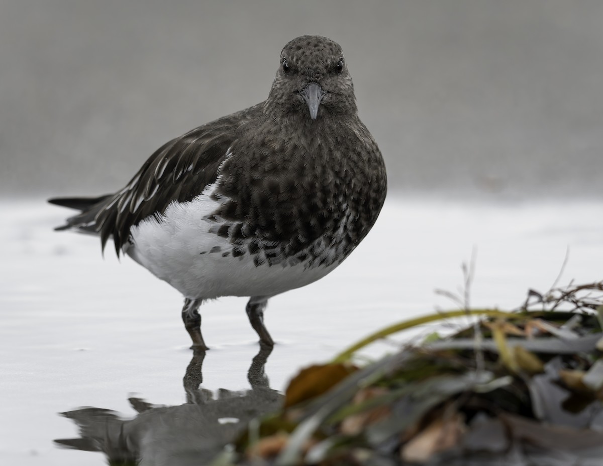 kamenáček černohlavý - ML644636034