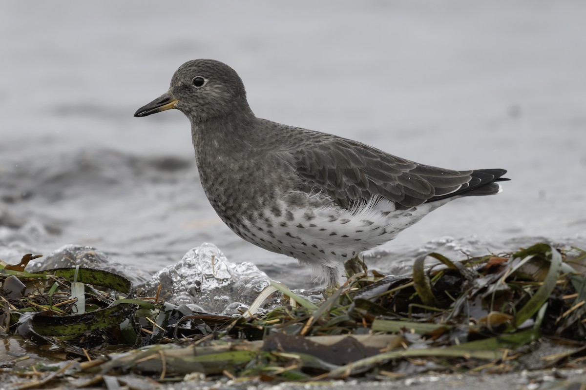 jespák příbojový - ML644636035