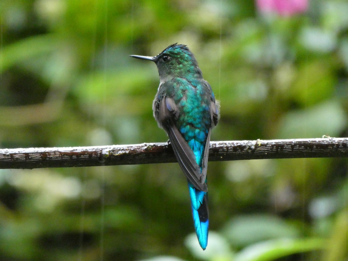 Long-tailed Sylph - ML644636036