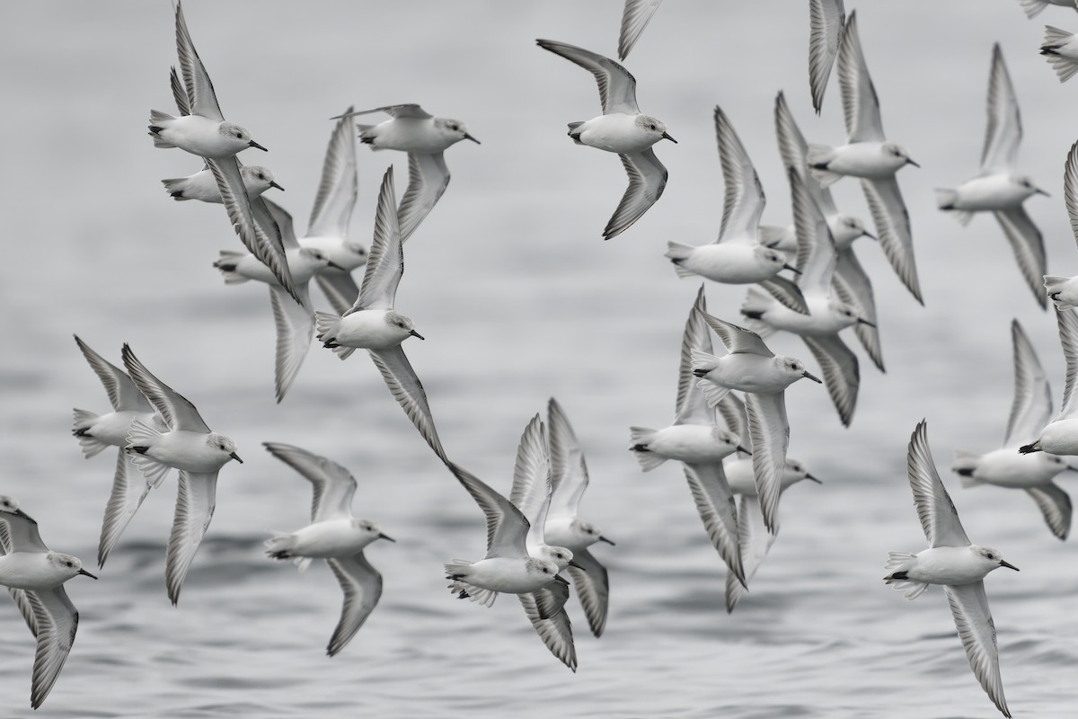 jespák písečný - ML644636038