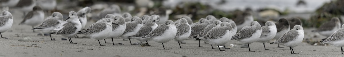 jespák písečný - ML644636039