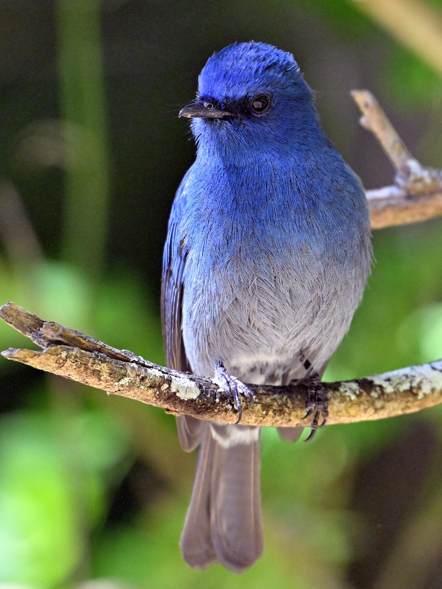 Nilgiri Flycatcher - ML644636045