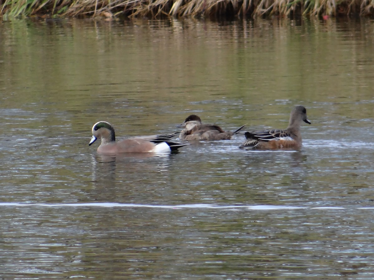 Amerika Dikkuyruğu - ML644636046