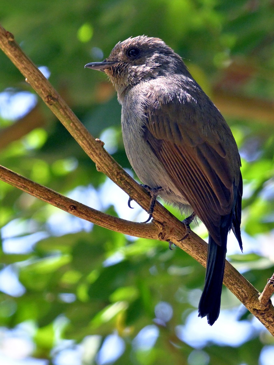 Nilgiri Flycatcher - ML644636047