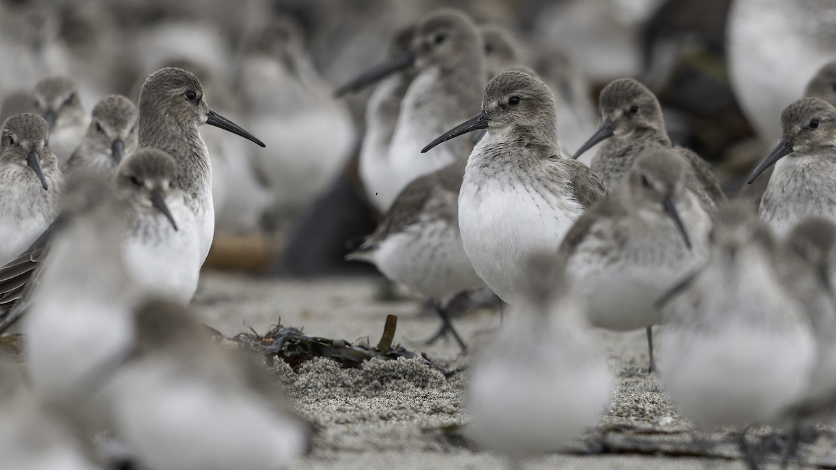 jespák obecný - ML644636048