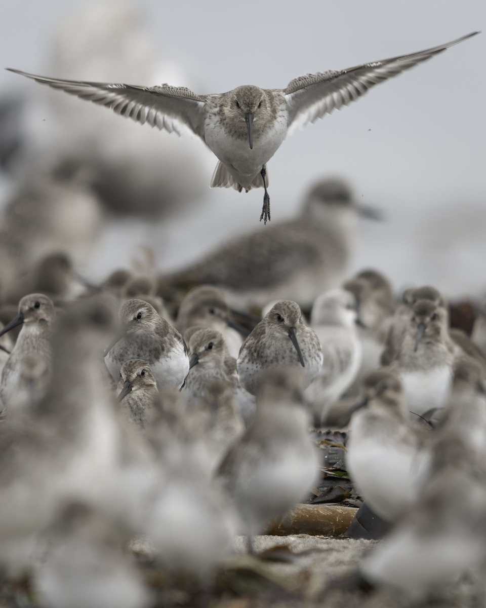 jespák obecný - ML644636049