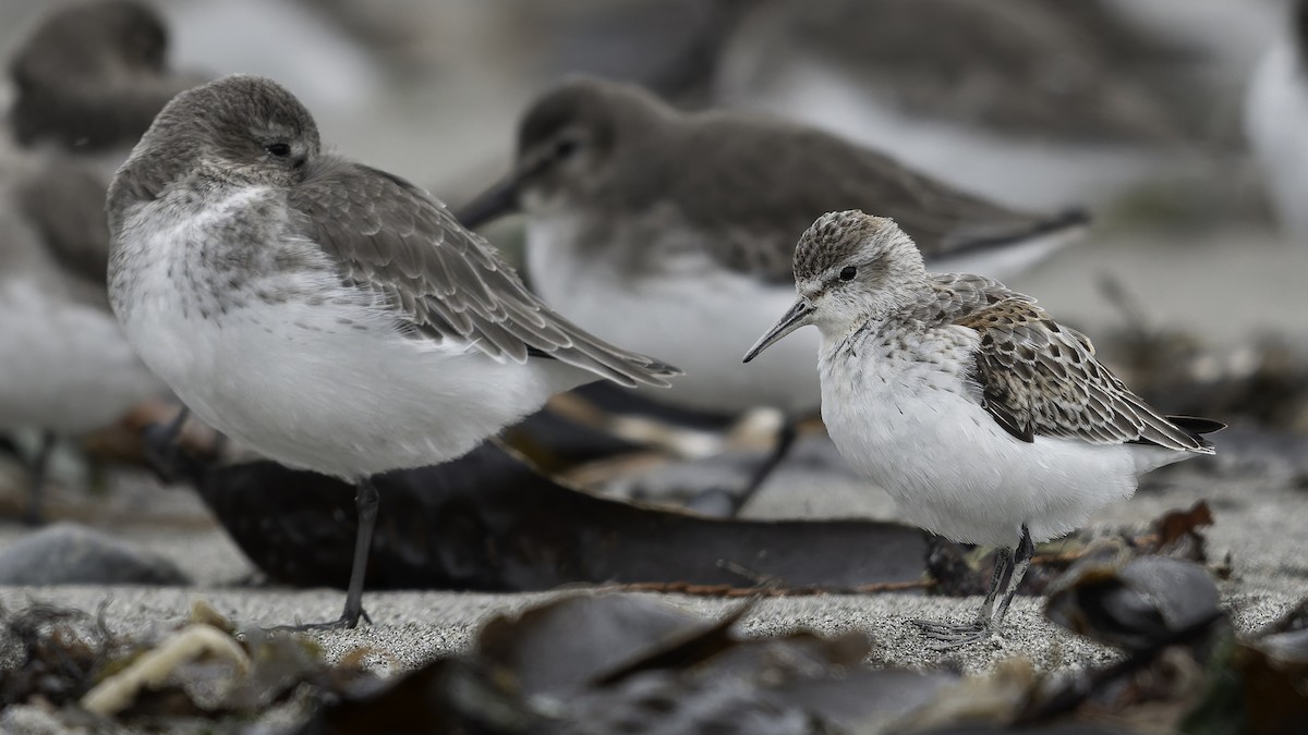 jespák aljašský - ML644636050