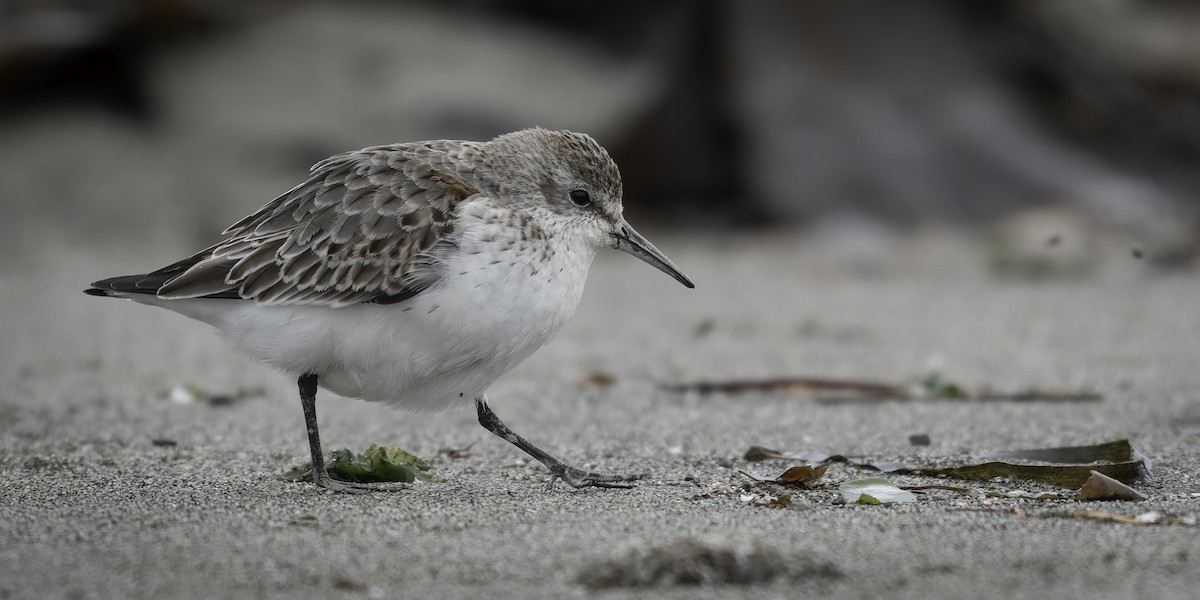 jespák aljašský - ML644636051