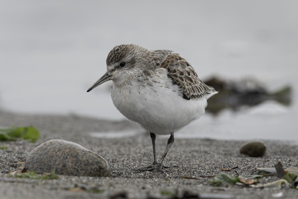 jespák aljašský - ML644636052