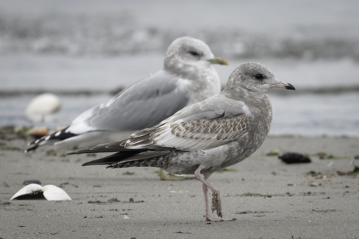 racek aljašský - ML644636054