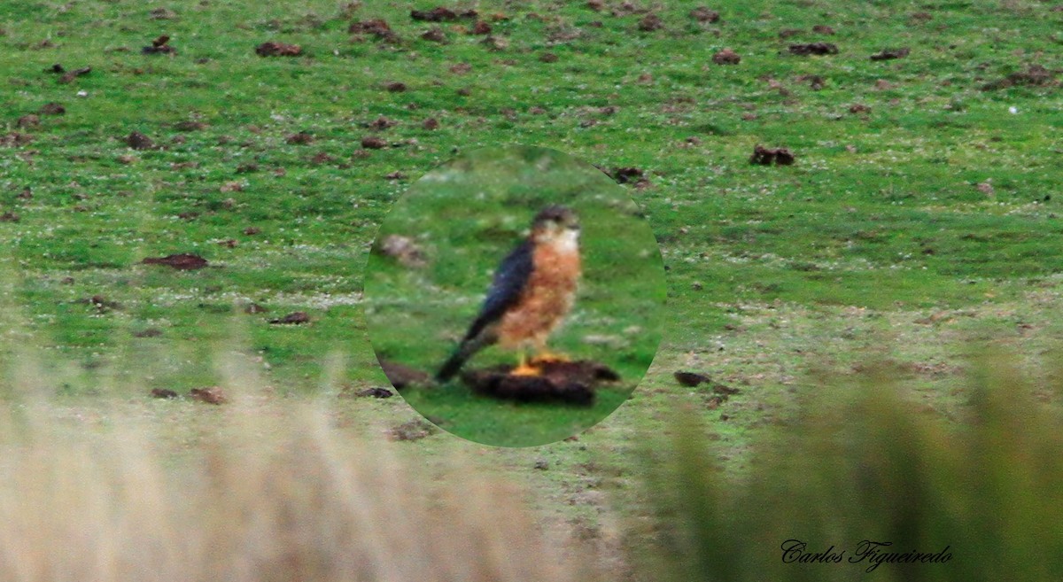 dřemlík tundrový - ML644636056