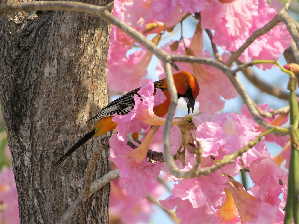 Streak-backed Oriole - ML644636057