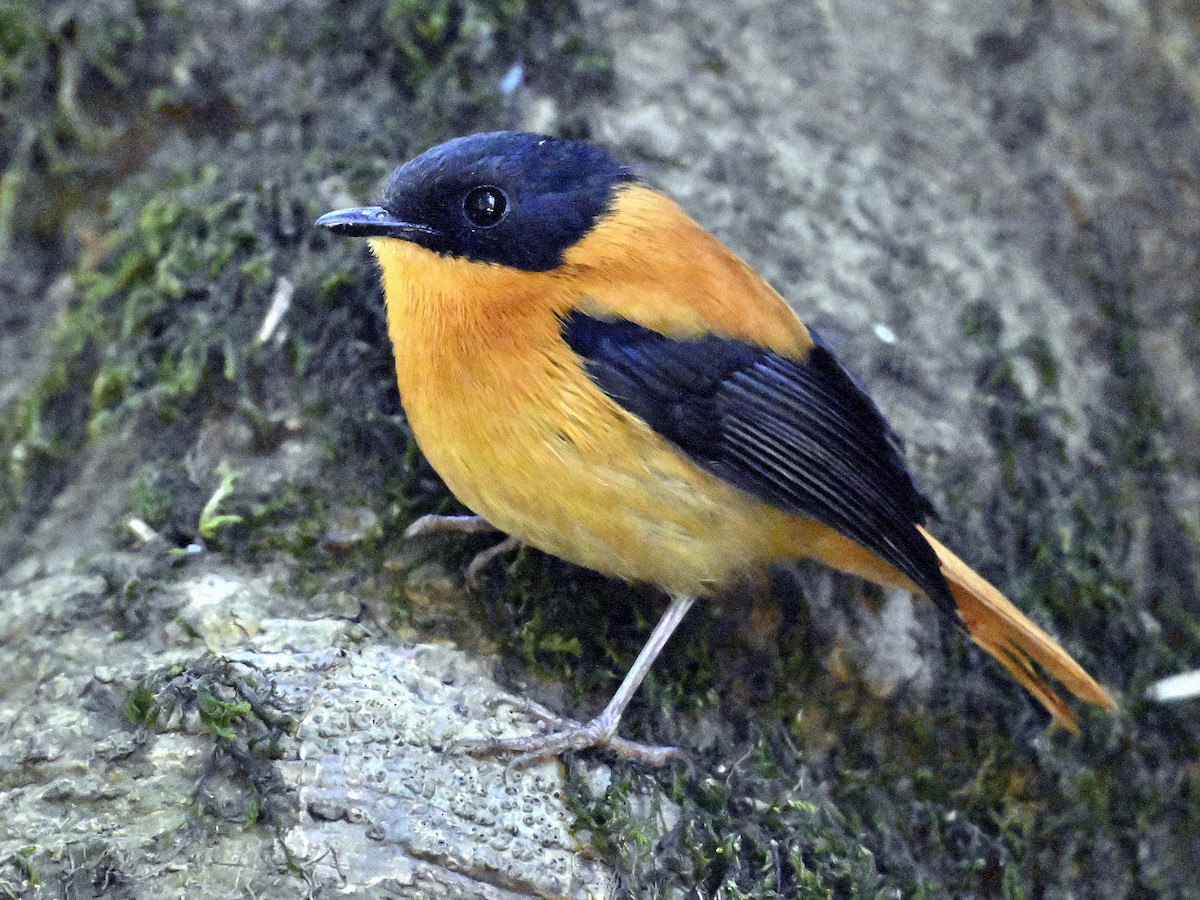 Black-and-orange Flycatcher - ML644636058