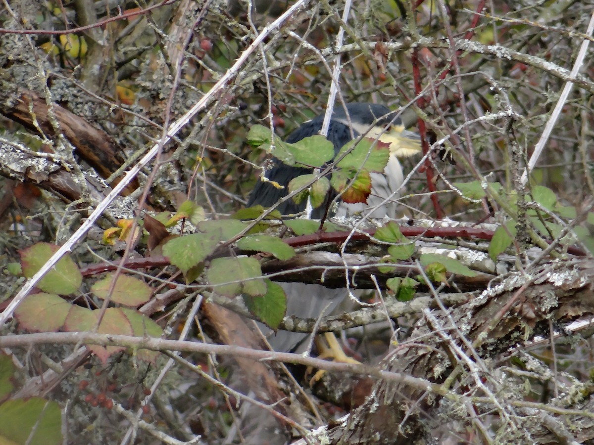 kvakoš noční - ML644636059