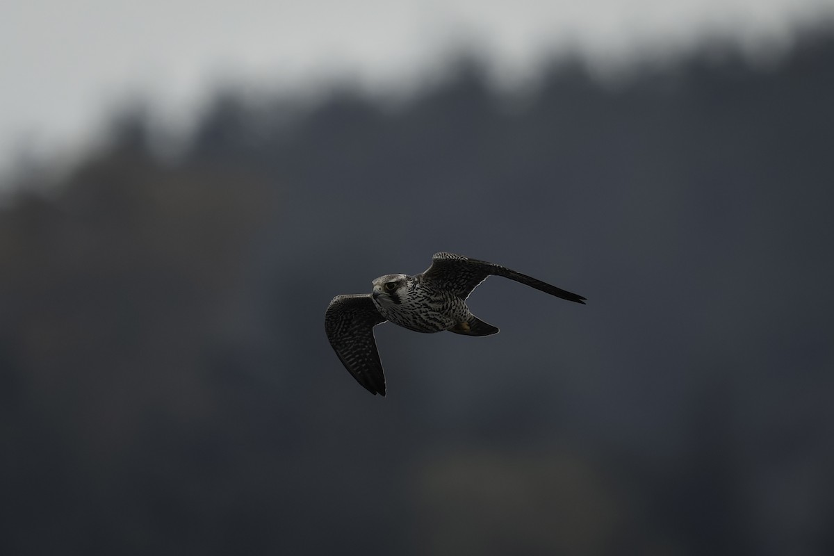 sokol stěhovavý - ML644636060