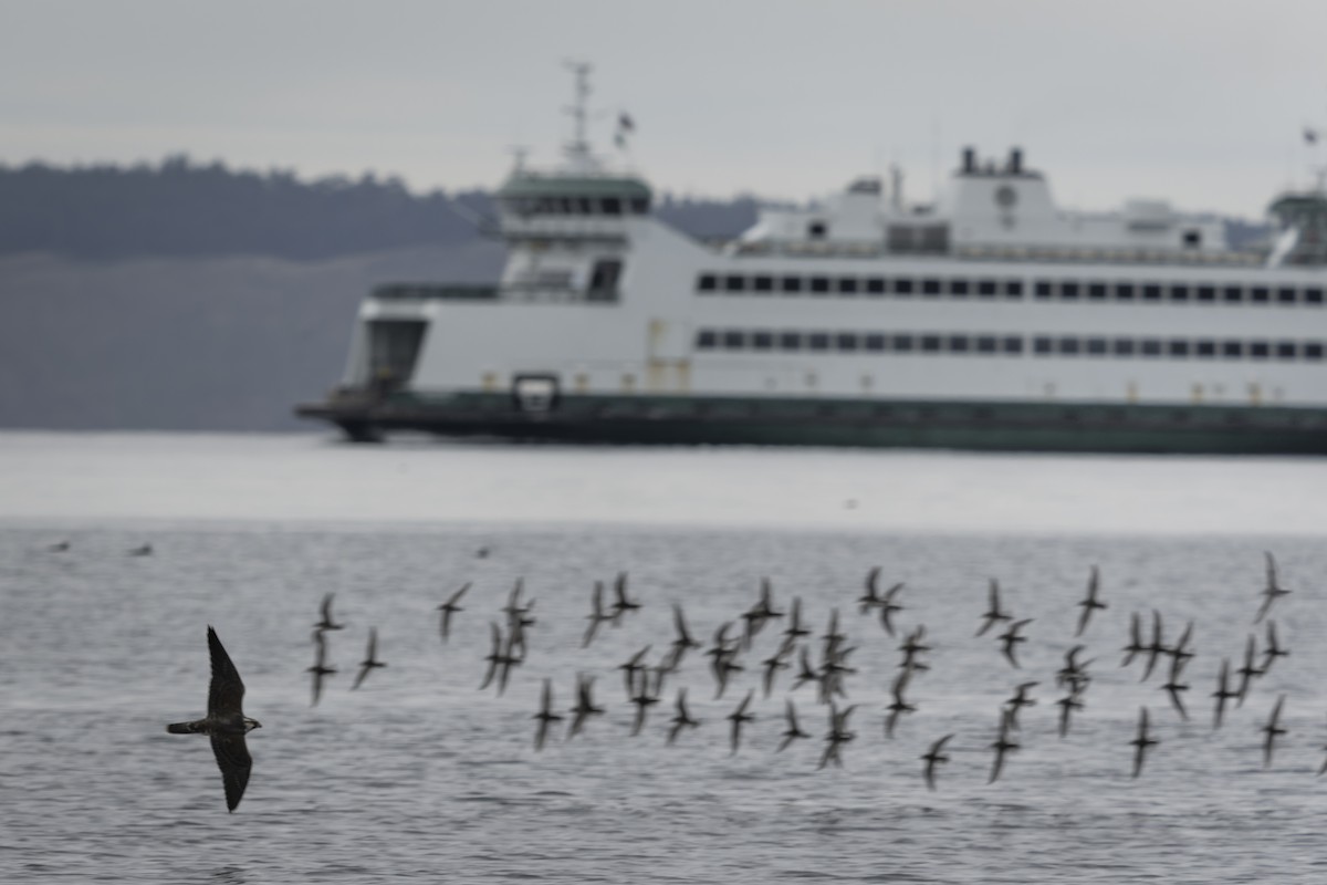 sokol stěhovavý - ML644636061