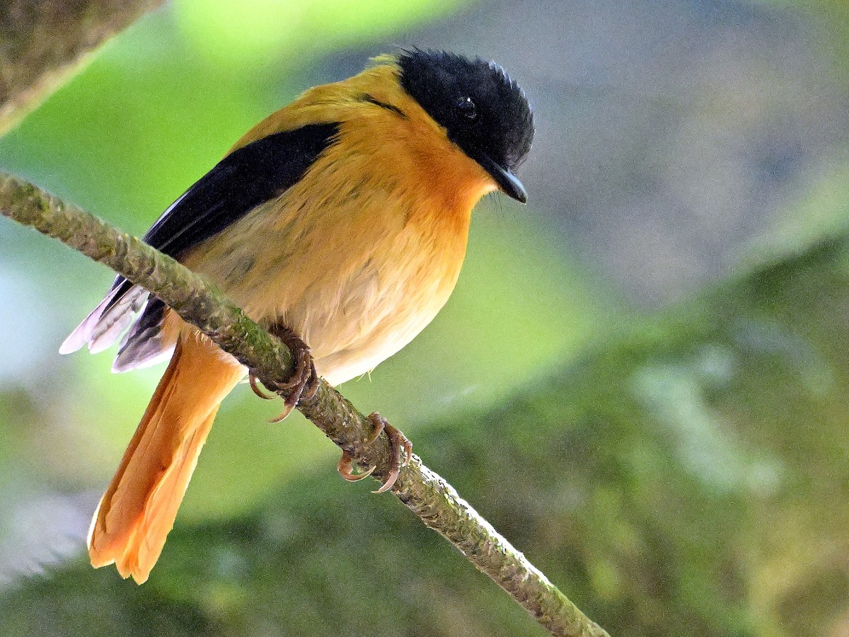 Black-and-orange Flycatcher - ML644636062