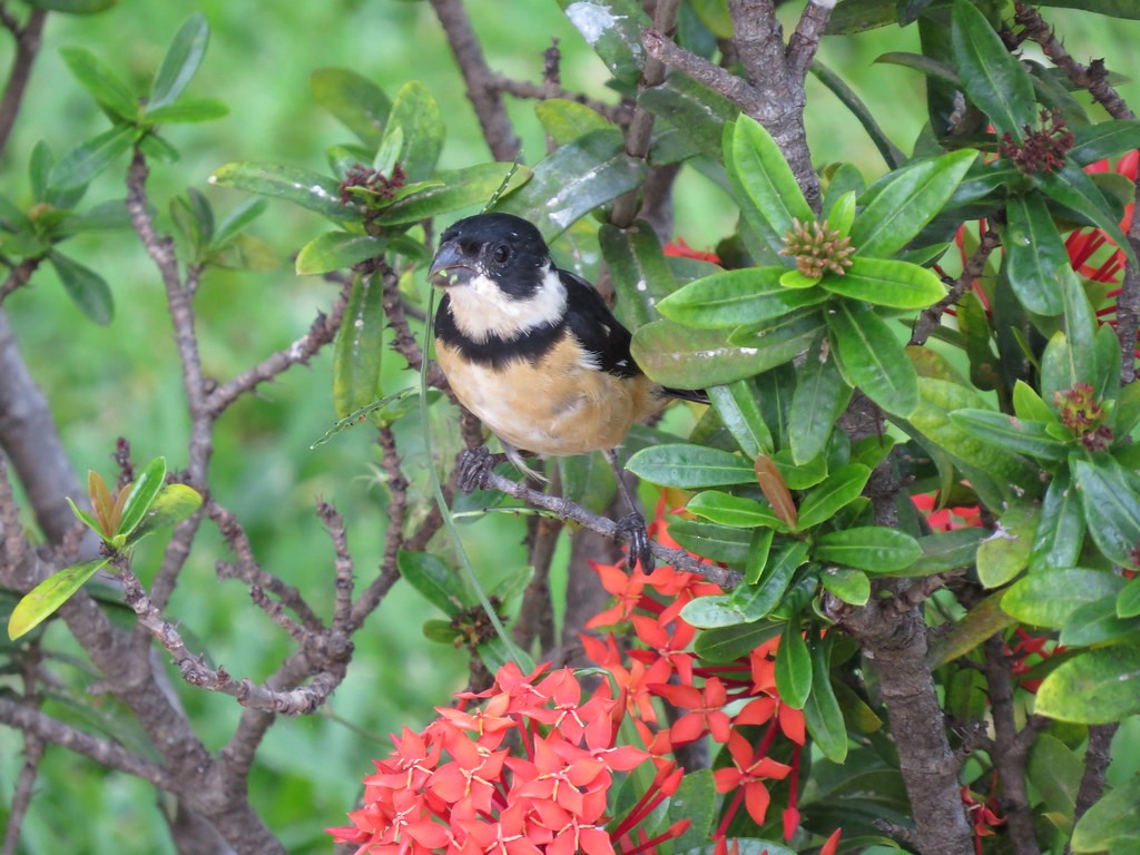 Cinnamon-rumped Seedeater - ML644636066