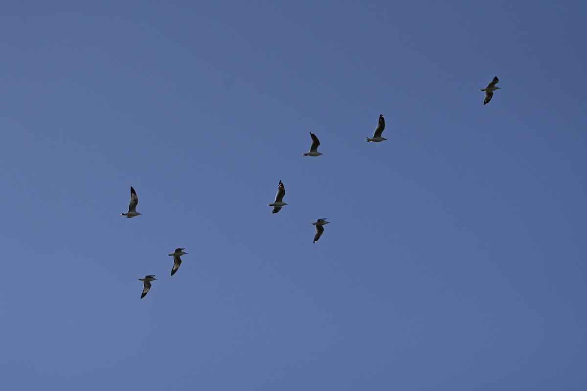 racek hnědohlavý - ML644636067