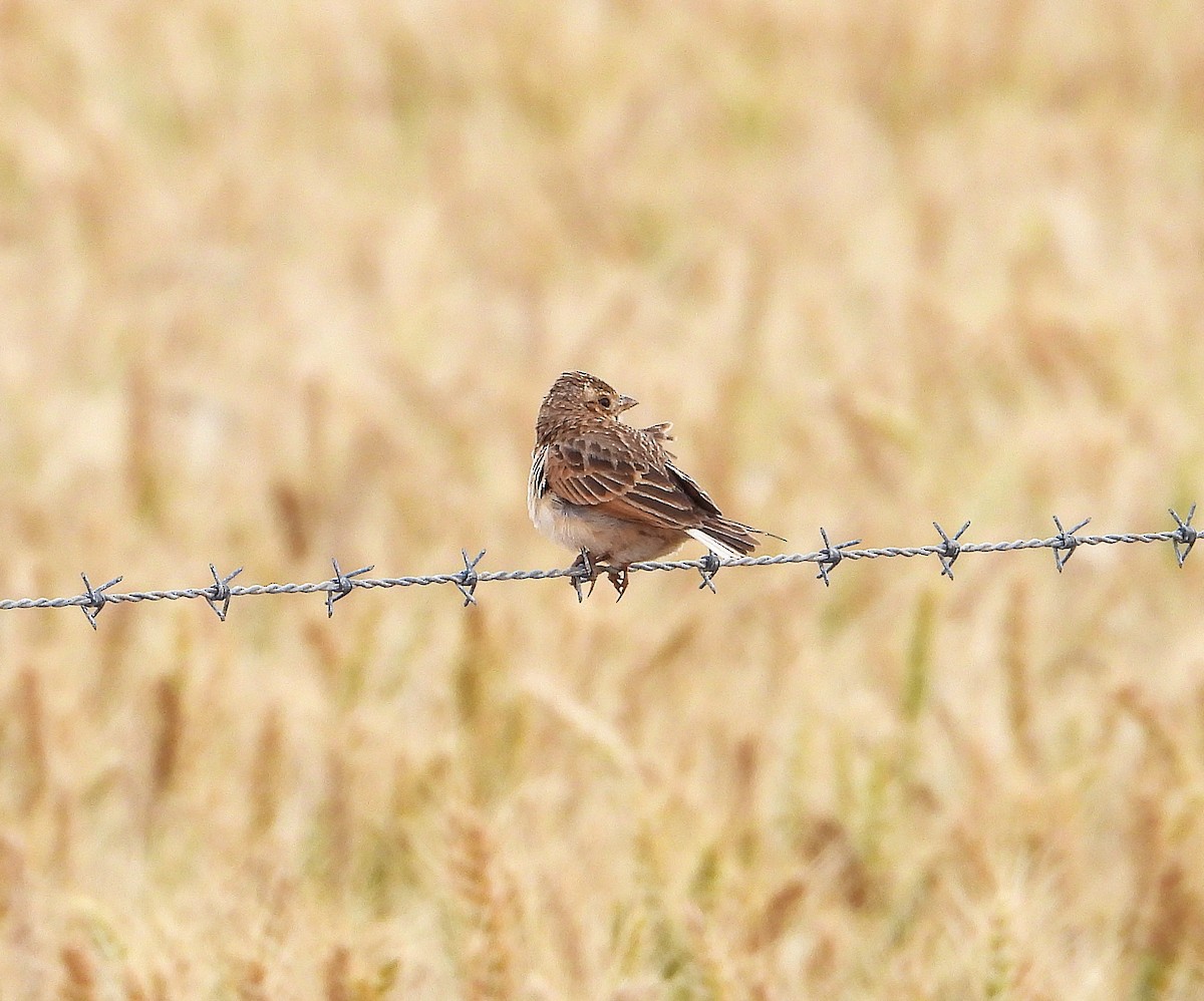 skřivan australasijský - ML644636068