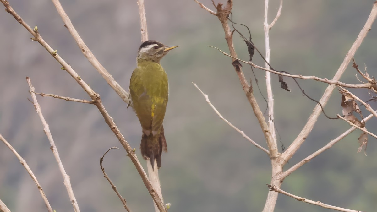 žluna čárkohrdlá - ML644636070