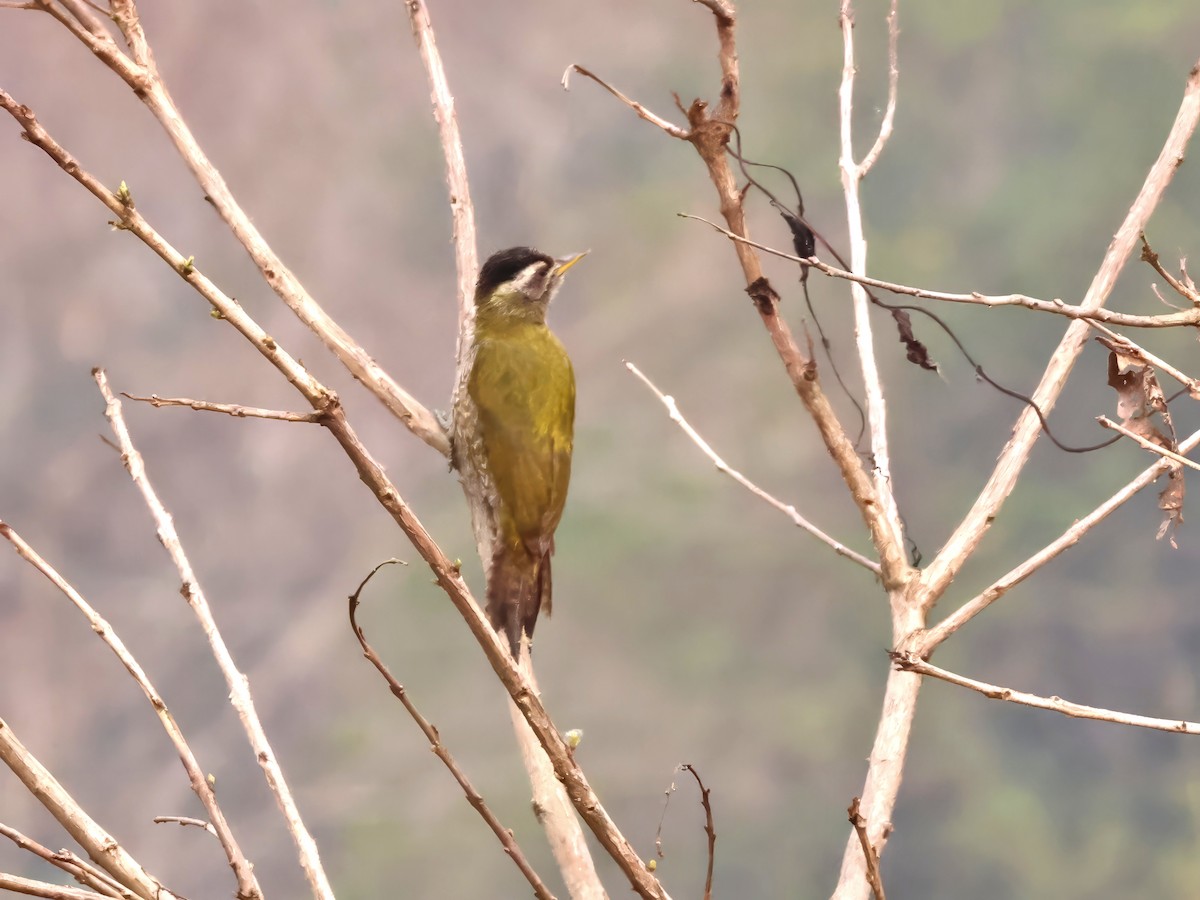 žluna čárkohrdlá - ML644636071