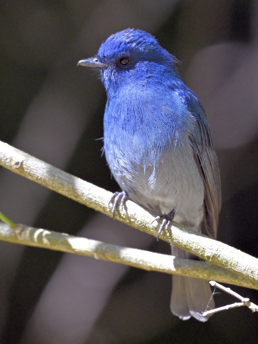 Nilgiri Flycatcher - ML644636072